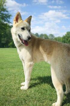 Siberian Husky Dogs Available for Adoption in Charlotte, North Carolina - MANGO | PetCurious