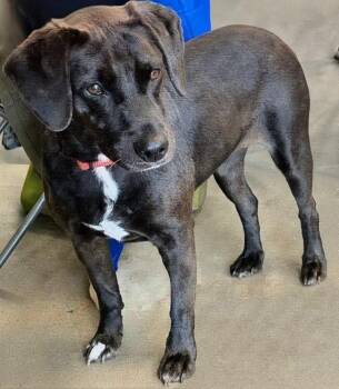 Midnight -  Mixed Breed Dog for Adoption in Barnesville, Georgia - Midnight | PetCurious