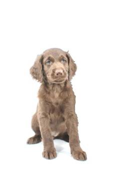Poodle and Golden Retriever Dogs Available for Adoption in Morton Grove, Illinois - Jalapeno Popper | PetCurious