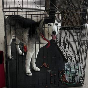 Balto -  Husky Dog for Adoption in Clearwater, Florida - Balto | PetCurious