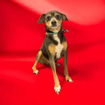 Mr.Poncho -  Chihuahua Dog for Adoption in Lebanon, Tennessee - Mr.Poncho | PetCurious