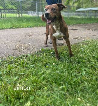 Mixed Breed and Mountain Cur Dogs Available for Adoption in Lawrenceburg, Tennessee - Jimbo | PetCurious