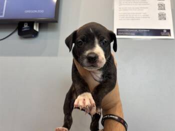 Pit Bull Terrier Dogs Available for Adoption in Rowlett, Texas - NEBRASKA | PetCurious