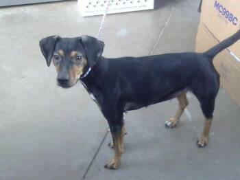 CHISPA -  Mixed Breed Dog for Adoption in Dallas, Texas - CHISPA | PetCurious