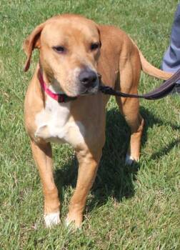 Retriever and Hound Dogs Available for Adoption in Taylorsville, North Carolina - Herman | PetCurious