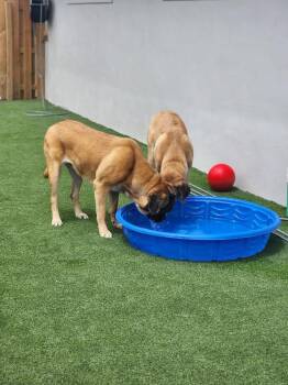 Mastiff Dogs Available for Adoption in Council Bluffs, Iowa - Margo | PetCurious