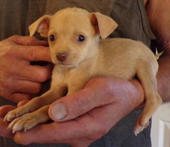 CUPID -  Chihuahua Dog for Adoption in Corona, California - CUPID | PetCurious