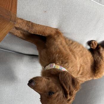 LUCY -  Goldendoodle Dog for Adoption in Alexandria, Louisiana - LUCY | PetCurious