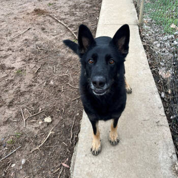 Rescue German Shepherd Dog Dogs for Adoption in Versailles, Kentucky - Jada | PetCurious