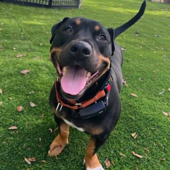 Mixed Breed Dogs Available for Adoption in Lake Panasoffkee, Florida - Buddy | PetCurious