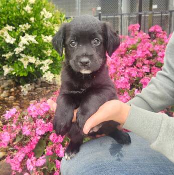 Hound and Border Collie Dogs Available for Adoption in Lathrop, California - Sunny | PetCurious