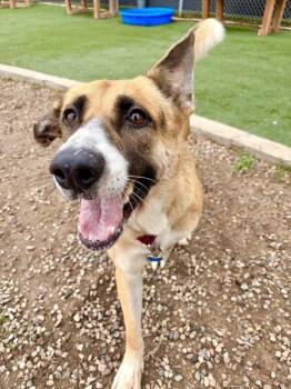 Leah -  German Shepherd Dog Dog for Adoption in Fruit Heights, Utah - Leah | PetCurious