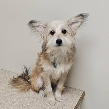 Rescue Pomeranian and Bichon Frise Dogs for Adoption in Fenton, Michigan - RUSTY | PetCurious