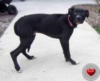 Labrador Retriever Dogs Available for Adoption in Sidney, Ohio - Jett Yrly 140 | PetCurious