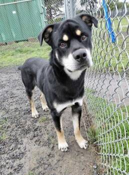Rescue Rottweiler and Shepherd Dogs for Adoption in Mcminnville, Oregon - Mushu Russell | PetCurious