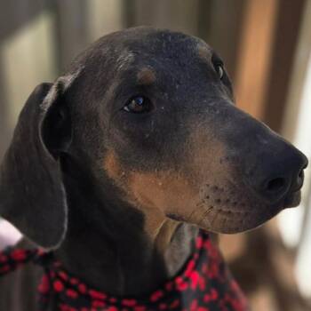 Zoe -  Doberman Pinscher and Mixed Breed Dog for Adoption in Green Bay, Wisconsin - Zoe | PetCurious