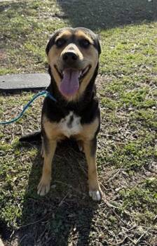 German Shepherd Dog Dogs Available for Adoption - A650877 | PetCurious