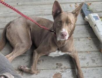 Clipper -  Siberian Husky and Mixed Breed Dog for Adoption in Savannah, Georgia - Clipper | PetCurious