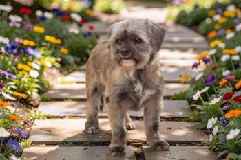 Shih Tzu and Mixed Breed Dogs Available for Adoption - Bailey | PetCurious