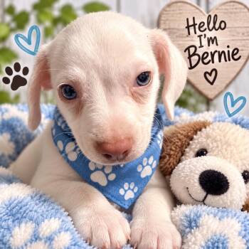 Bernie -  Chihuahua Dog for Adoption in San Antonio, Texas - Bernie | PetCurious