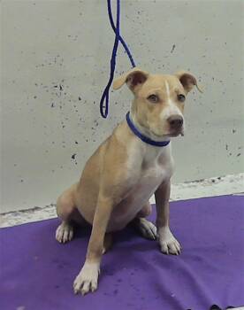JUJUBEE -  Staffordshire Bull Terrier and Mixed Breed Dog for Adoption in Houston, Texas - JUJUBEE | PetCurious