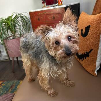 Blender -  Yorkshire Terrier Dog for Adoption in Blue Springs, Missouri - Blender | PetCurious