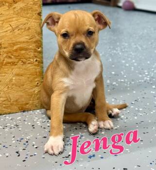 Labrador Retriever and Pointer Dogs Available for Adoption - Jenga | PetCurious