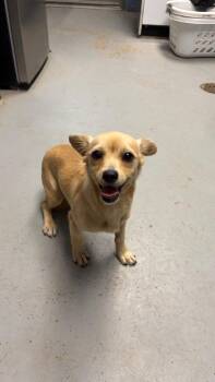 Chihuahua Dogs Available for Adoption in Missouri City, Texas - Piper | PetCurious