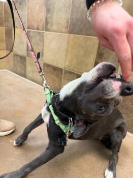 Pit Bull Terrier and Mixed Breed Dogs Available for Adoption - Bo Peep | PetCurious