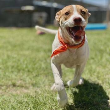 Ginger -  English Pointer Dog for Adoption in Leesburg, Georgia - Ginger | PetCurious
