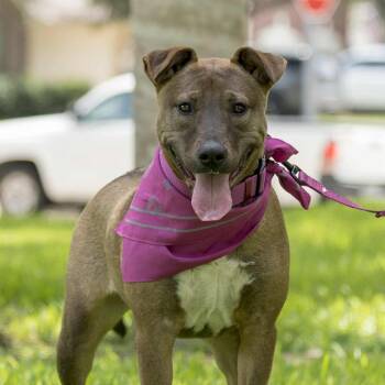 Gina -  American Staffordshire Terrier and Belgian Shepherd Malinois Dog for Adoption in Martinez, California - Gina | PetCurious