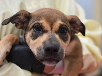 Darla -  Shepherd and Pit Bull Terrier Dog for Adoption in Portland, Oregon - Darla | PetCurious