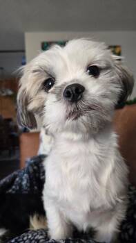 Shih Tzu Dogs Available for Adoption - Ollie (1 Of 19 Shih Tzus Rescued) | PetCurious