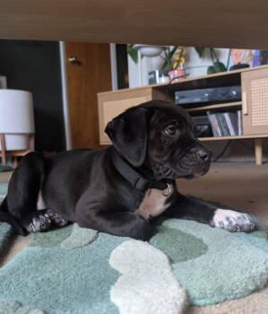 Labrador Retriever Dogs Available for Adoption in Denver, Colorado - Lily #10 | PetCurious