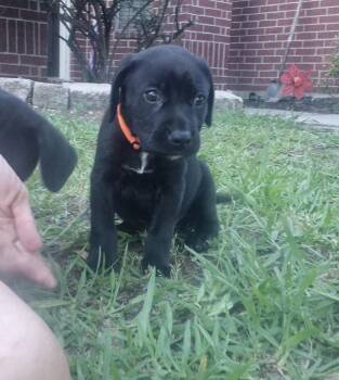 Labrador Retriever Dogs Available for Adoption in The Woodlands, Texas - Hades | PetCurious