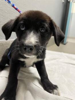 NOODLE MCDOODLE -  Border Collie Dog for Adoption in Las Vegas, Nevada - NOODLE MCDOODLE | PetCurious