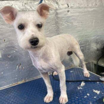 Piggy -  Miniature Schnauzer Dog for Adoption in Danville, Vermont - Piggy | PetCurious