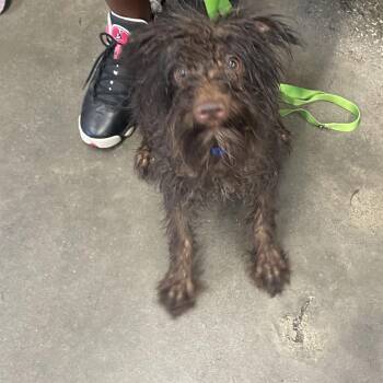 Poodle and Mixed Breed Dogs Available for Adoption in Tampa, Florida - Ares | PetCurious