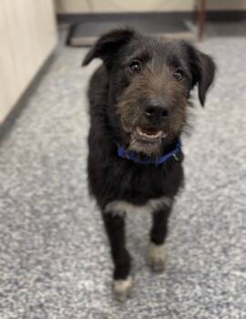 Scooby -  Australian Shepherd and Irish Wolfhound Dog for Adoption in Bemidji, Minnesota - Scooby | PetCurious