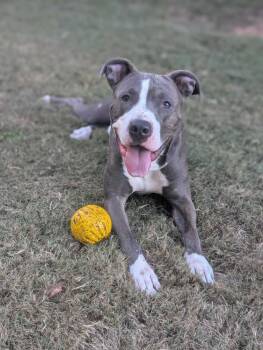 Rescue Pit Bull Terrier Dogs for Adoption in Wake Forest, North Carolina - Bruno | PetCurious