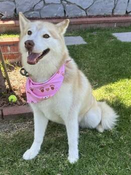 Siberian Husky Dogs Available for Adoption in Bell Gardens, California - RILEY | PetCurious
