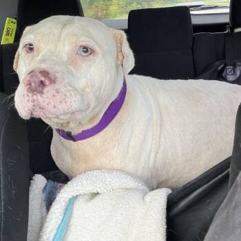 Clementine -  Pit Bull Terrier Dog for Adoption in Springboro, Ohio - Clementine | PetCurious