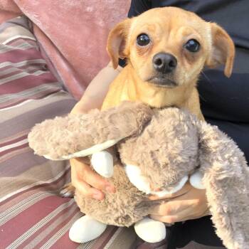 Chihuahua Dogs Available for Adoption in Conroe, Texas - Tillie | PetCurious