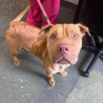 Mixed Breed Dogs Available for Adoption in Columbiana, Alabama - Lady | PetCurious