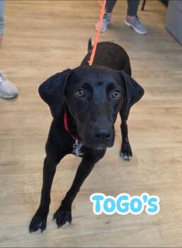 26Togos -  Labrador Retriever Dog for Adoption in Shingle Springs, California - 26Togos | PetCurious