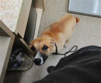 ROCKY -  German Shepherd Dog and Mixed Breed Dog for Adoption in Albuquerque, New Mexico - ROCKY | PetCurious