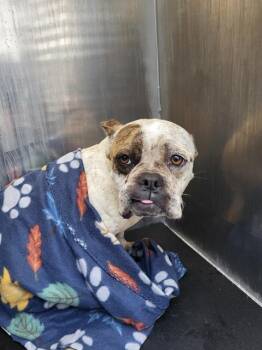 American Bulldog Dogs Available for Adoption in San Antonio, Texas - SPANKY | PetCurious