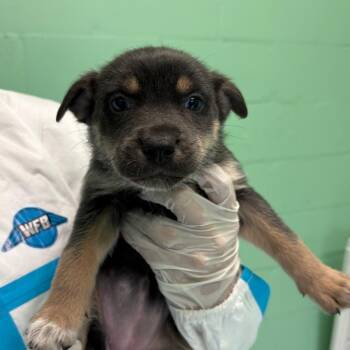 Marble 4999 -  Mixed Breed Dog for Adoption in Loxahatchee Groves, Florida - Marble 4999 | PetCurious