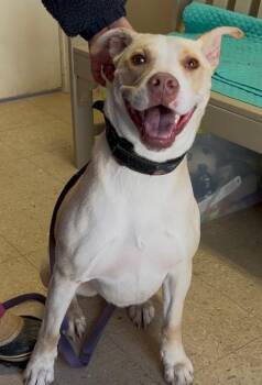 Pit Bull Terrier Dogs Available for Adoption - Honey | PetCurious