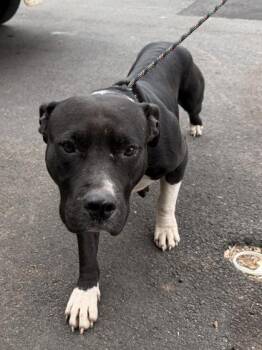 Fox Terrier and Mixed Breed Dogs Available for Adoption - 26-116 Harlow | PetCurious